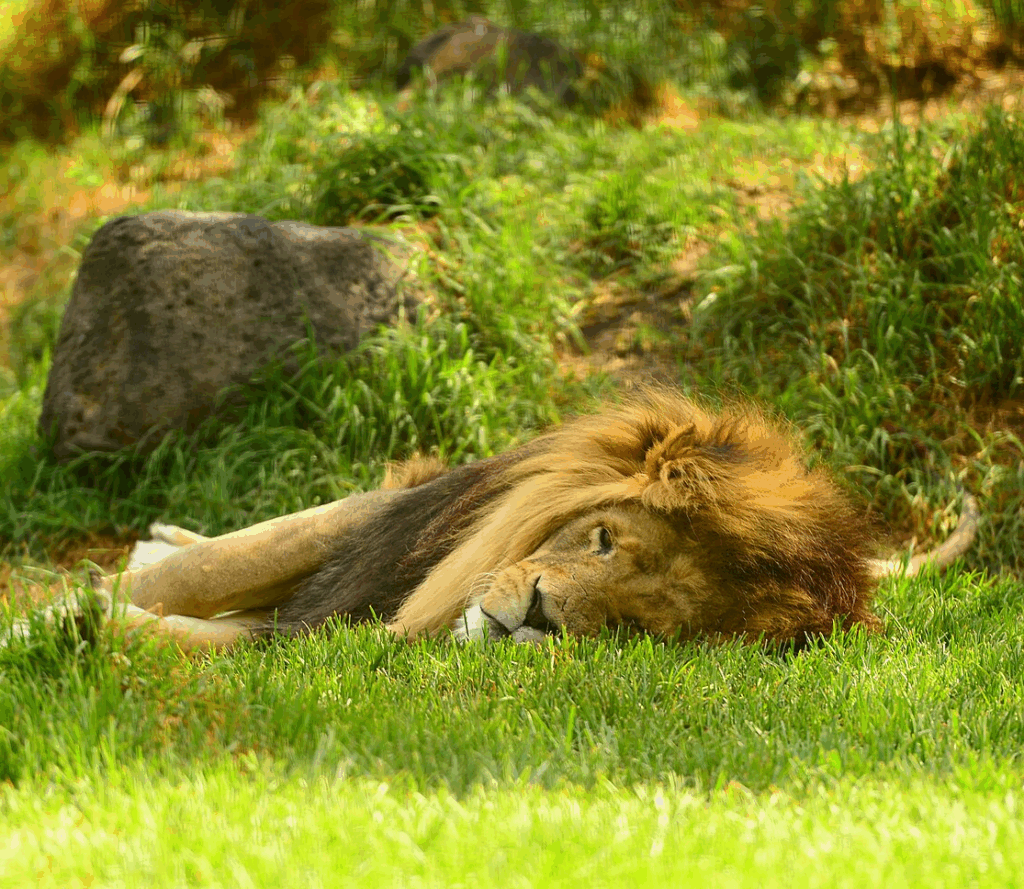 Ein Löwe beim Schlafen auf einer Wiese