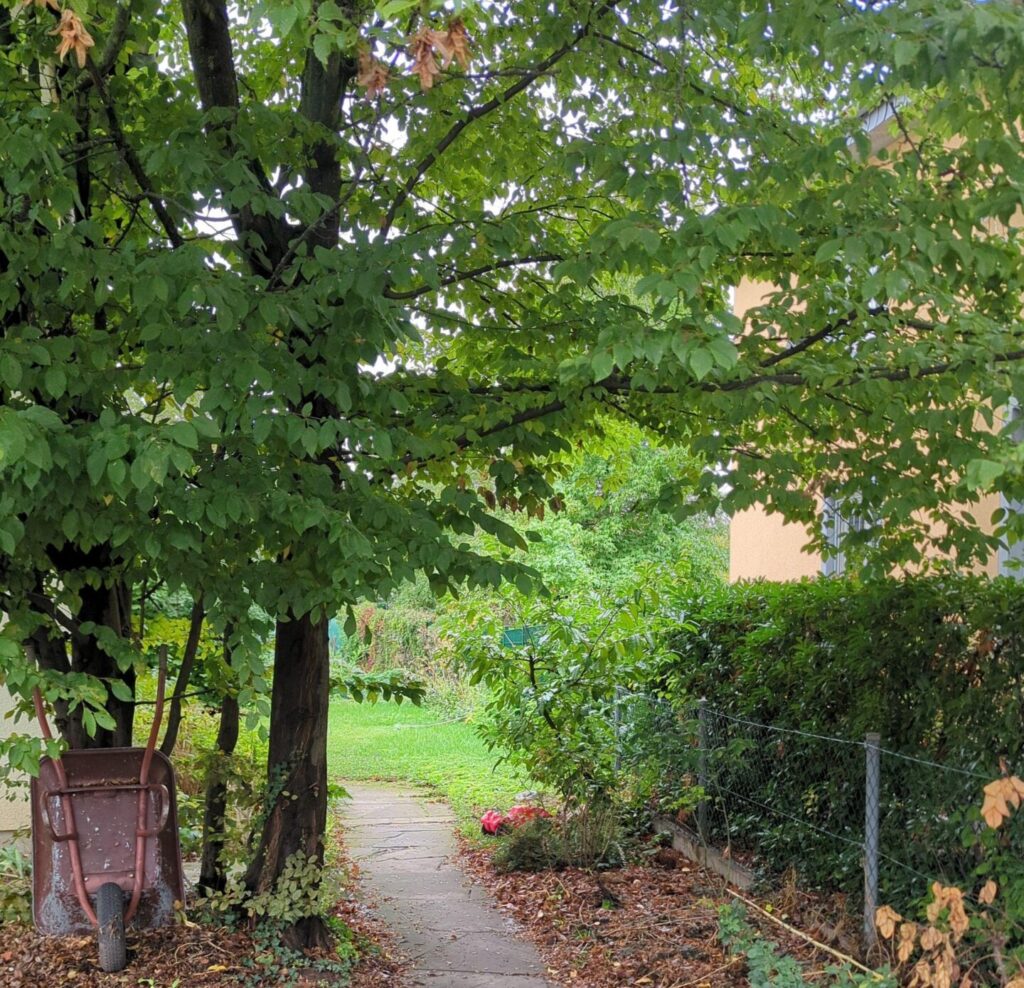 EIn großer grüner Baum und Weg in einen Garten